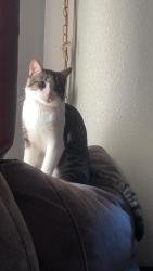 Lost Male Cat last seen Schultz st, otteman ct, Colorado Springs, CO 80909