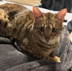 Lost Female Cat last seen Russel, Las Vegas, NV 89120