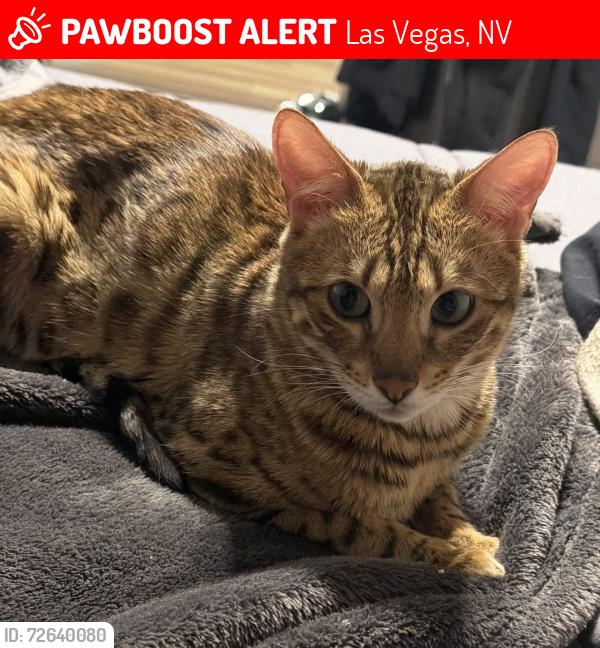 Lost Female Cat last seen Russel, Las Vegas, NV 89120