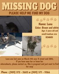 Lost Female Dog last seen H st and 28 st, San Bernardino, CA 92405