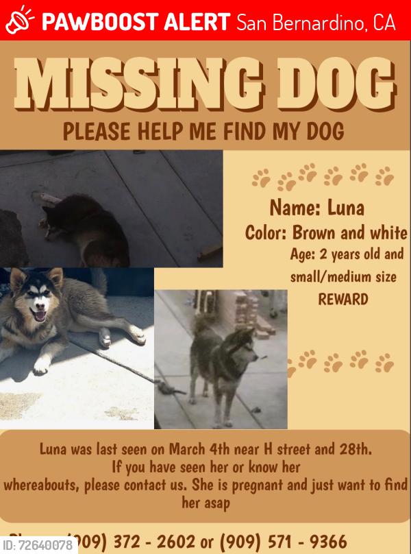 Lost Female Dog last seen H st and 28 st, San Bernardino, CA 92405