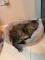 Lost Male Cat last seen Enfield , Greater London, England EN1 3HF