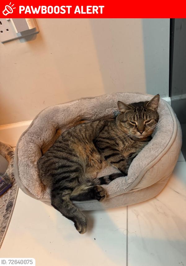 Lost Male Cat last seen Enfield , Greater London, England EN1 3HF