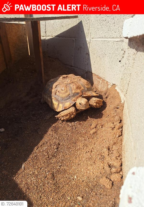 Lost Unknown Reptile last seen Two Trees trail, Riverside, CA 92507