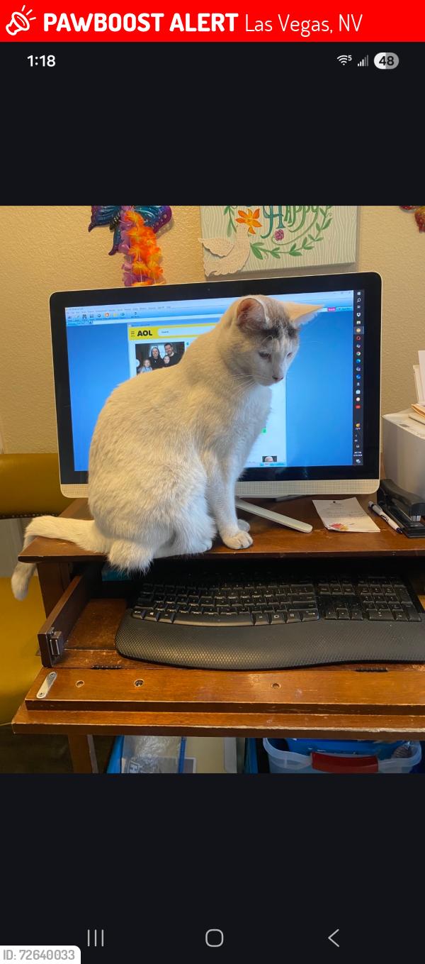 Lost Male Cat last seen Warm Springs and Rainbow, Las Vegas, NV 89118