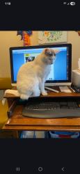 Lost Male Cat last seen Warm Springs and Rainbow, Las Vegas, NV 89118