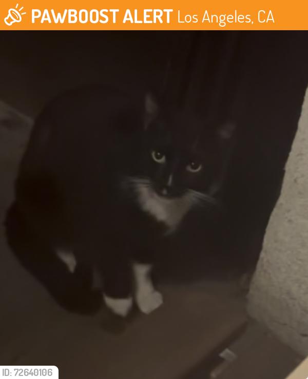 Found/Stray Unknown Cat last seen Bailey Street, Los Angeles, CA 90033
