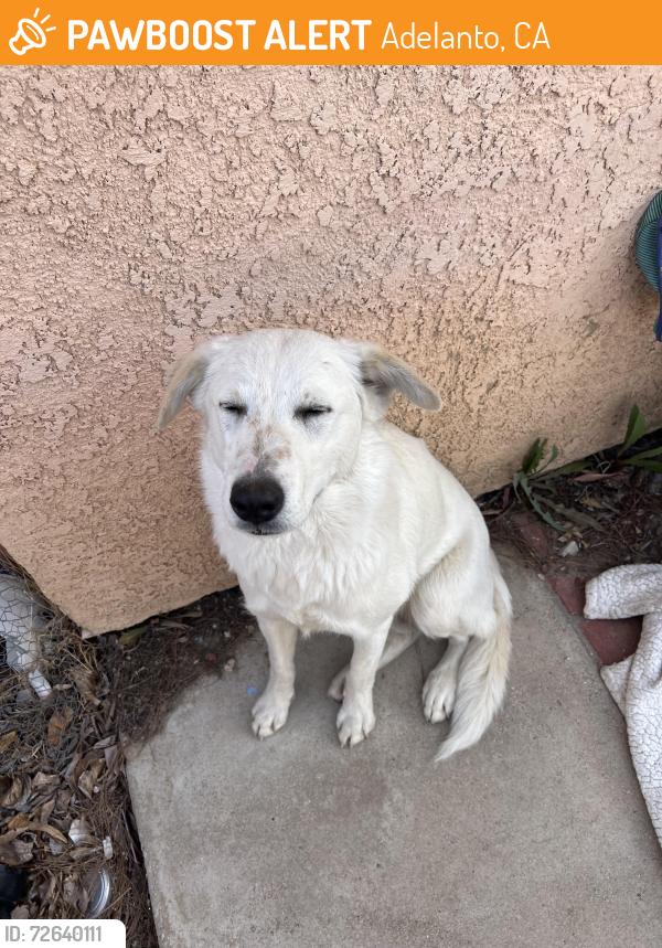 Found/Stray Female Dog last seen Chamberlain an aster , Adelanto, CA 92301