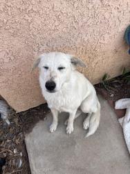 Found/Stray Female Dog last seen Chamberlain an aster , Adelanto, CA 92301