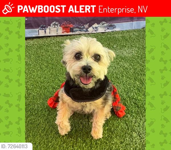 Lost Female Dog last seen Buffalo and Blue Diamond, Las Vegas, NV 89178
