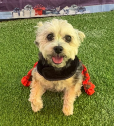 Lost Female Dog last seen Buffalo and Blue Diamond, Las Vegas, NV 89178