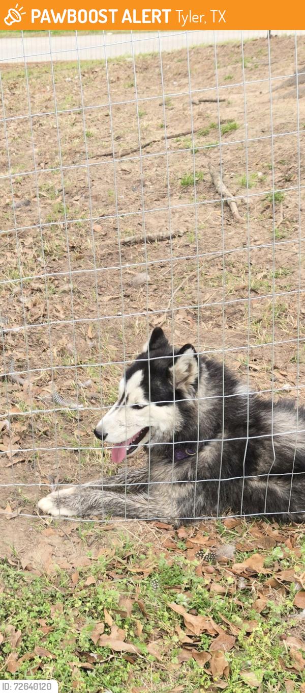 Found/Stray Female Dog last seen Corner of County Road 278 and 272, Tyler, TX 75707