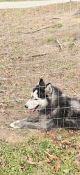 Found/Stray Female Dog last seen Corner of County Road 278 and 272, Tyler, TX 75707