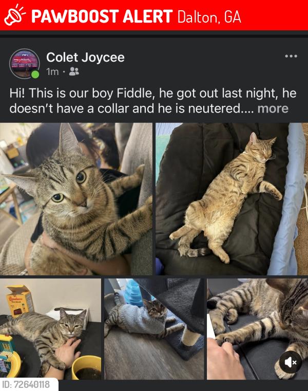 Lost Male Cat last seen Crow Valley Rd., Dalton, GA 30720