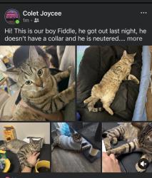 Lost Male Cat last seen Crow Valley Rd., Dalton, GA 30720