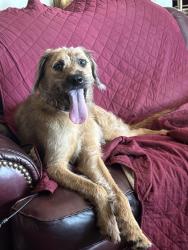 Found/Stray Female Dog last seen 33rd dr & Glenrosa ave , Phoenix, AZ 85017