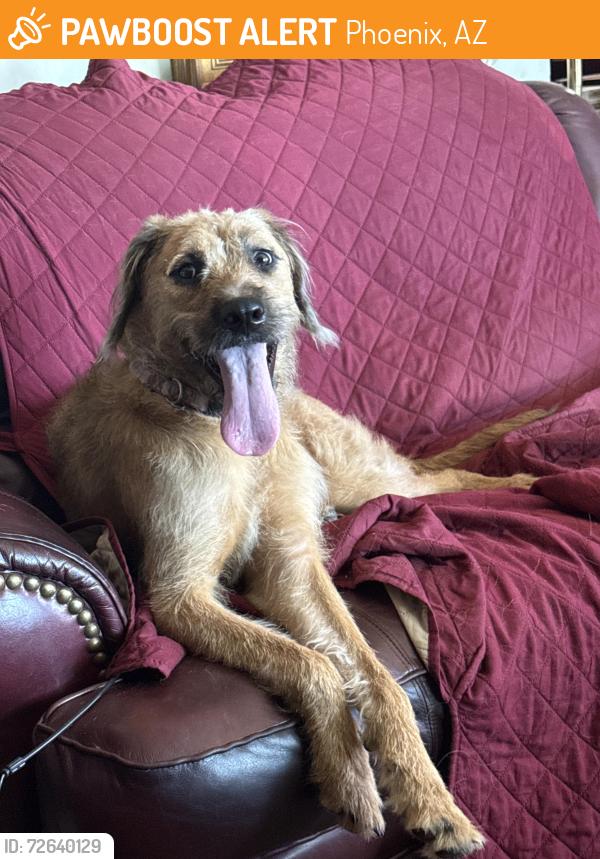 Found/Stray Female Dog last seen 33rd dr & Glenrosa ave , Phoenix, AZ 85017