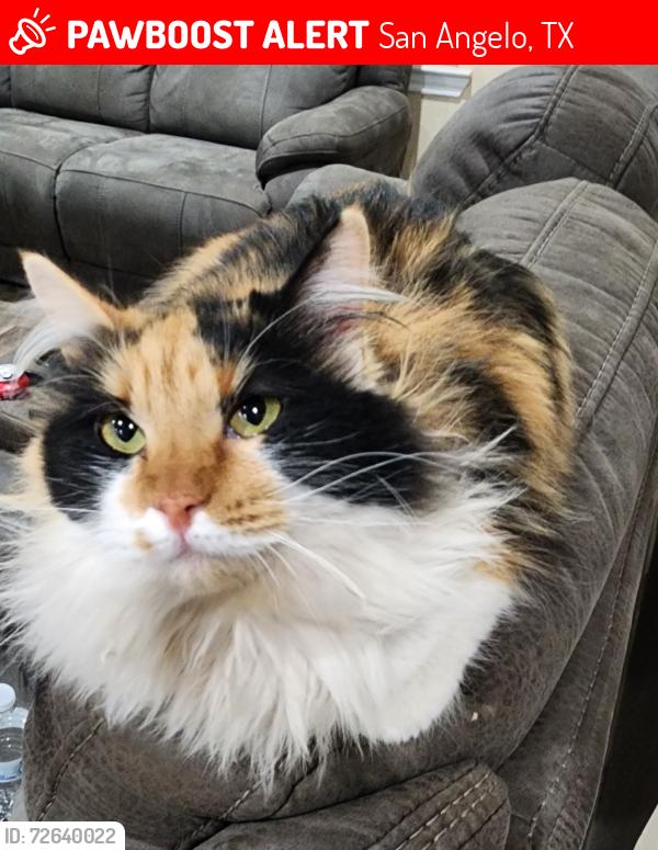 Lost Female Cat last seen Near my hse Oaklawn St, Travis St, E 49th St, Lake View Heroes Dr., San Angelo, TX 76903