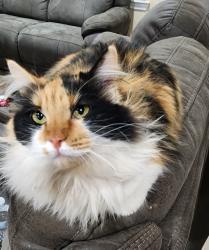 Lost Female Cat last seen Near my hse Oaklawn St, Travis St, E 49th St, Lake View Heroes Dr., San Angelo, TX 76903