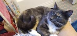 Lost Female Cat last seen Sanders St., Langley Ave., Lanier Ave. , Pensacola, FL 32504