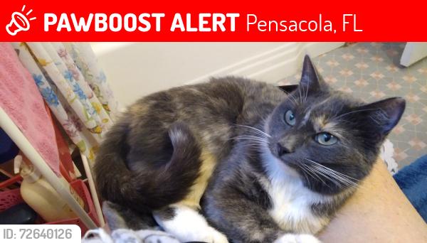 Lost Female Cat last seen Sanders St., Langley Ave., Lanier Ave. , Pensacola, FL 32504