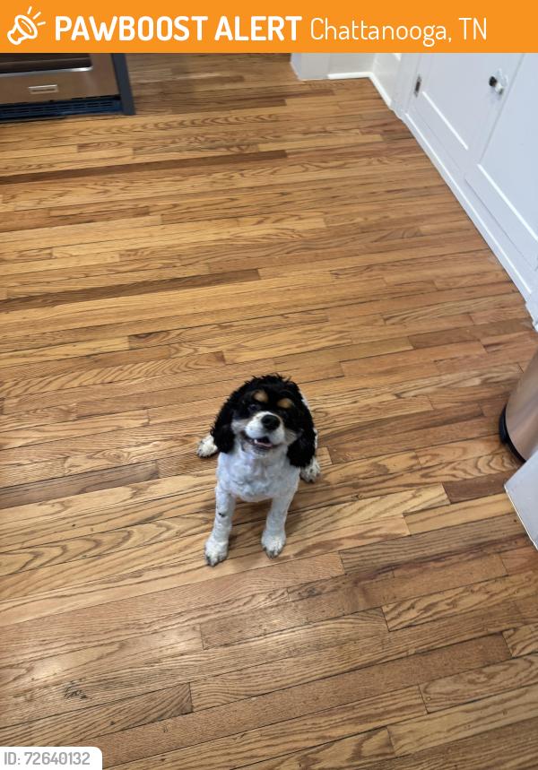 Found/Stray Male Dog last seen Westwood and Hixson pike, Chattanooga, TN 37405