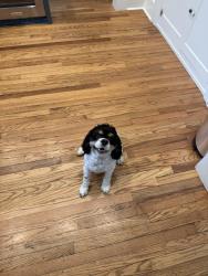 Found/Stray Male Dog last seen Westwood and Hixson pike, Chattanooga, TN 37405