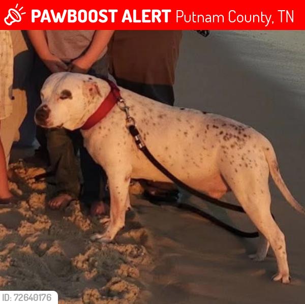 Lost Male Dog last seen Jim Garrett , Putnam County, TN 38574