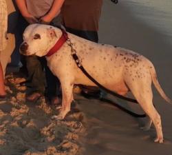 Lost Male Dog last seen Jim Garrett , Putnam County, TN 38574