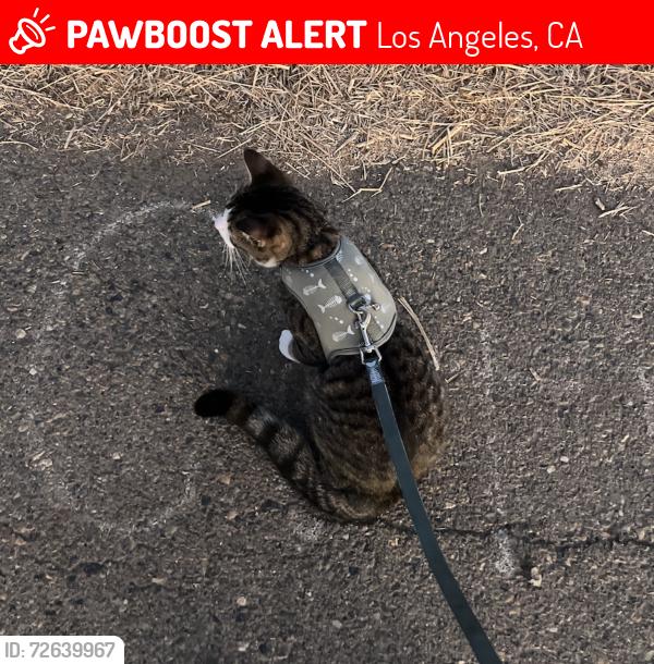 Lost Male Cat last seen E hooper and Gage ave Los Angeles, Ca, Los Angeles, CA 90001
