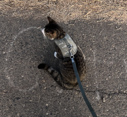 Lost Male Cat last seen E hooper and Gage ave Los Angeles, Ca, Los Angeles, CA 90001