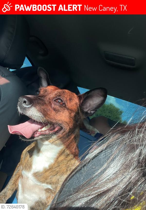 Lost Female Dog last seen billie lee dr, New Caney, TX 77357