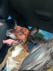 Lost Female Dog last seen billie lee dr, New Caney, TX 77357