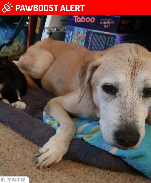 Lost Female Dog last seen 159th st and 2nd ave in north miami, Biscayne Gardens, FL 33162