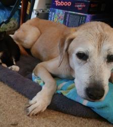 Lost Female Dog last seen 159th st and 2nd ave in north miami, Biscayne Gardens, FL 33162