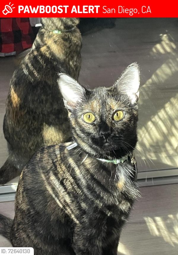 Lost Female Cat last seen The hill next to E campus dr where the am track is , San Diego, CA 92115