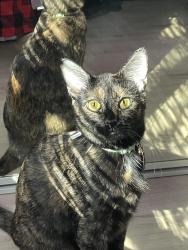 Lost Female Cat last seen The hill next to E campus dr where the am track is , San Diego, CA 92115