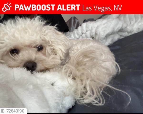Lost Female Dog last seen N glowing forge ct / dragonfly, Las Vegas, NV 89183