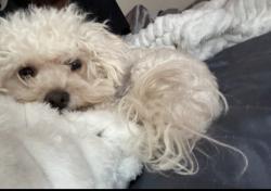 Lost Female Dog last seen N glowing forge ct / dragonfly, Las Vegas, NV 89183