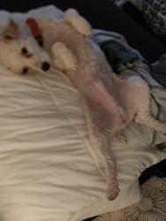 Lost Male Dog last seen Ardmore Ave, Fort Wayne, IN 46809