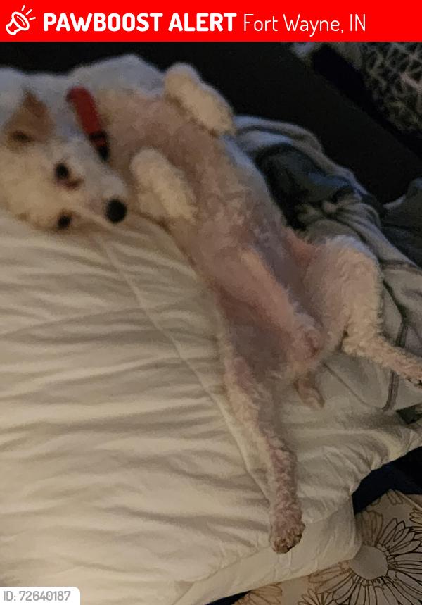 Lost Male Dog last seen Ardmore Ave, Fort Wayne, IN 46809