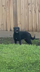 Found/Stray Male Dog last seen Lafreniere St. And David Dr , Metairie, LA 70003