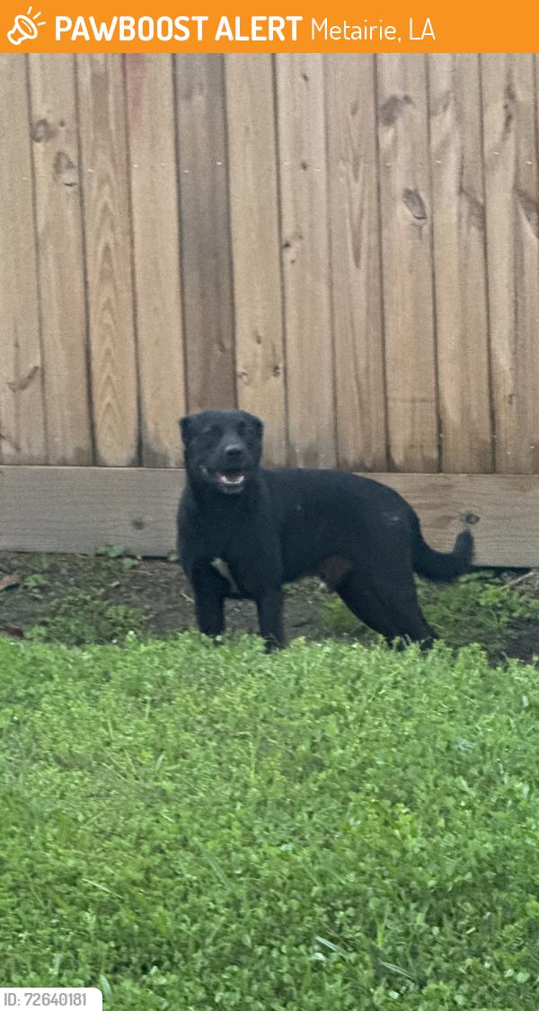 Found/Stray Male Dog last seen Lafreniere St. And David Dr , Metairie, LA 70003