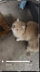 Found/Stray Unknown Cat last seen Near , Severn, MD 21076