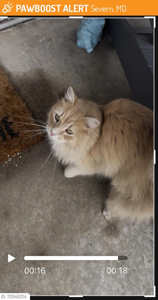 Found/Stray Unknown Cat last seen Near , Severn, MD 21076
