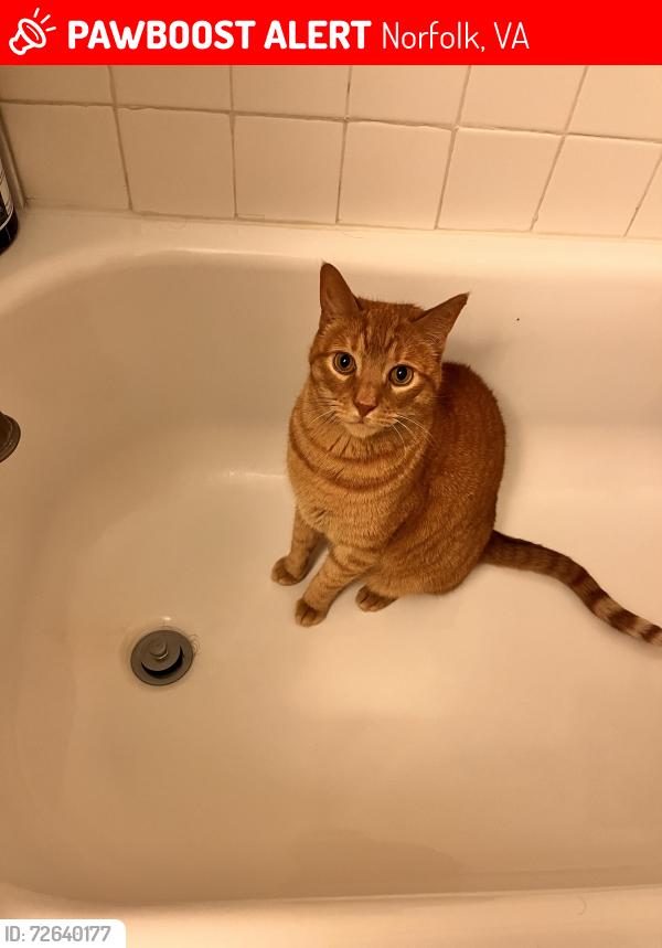 Lost Male Cat last seen Ocean View & Cape View near 7-11, Norfolk, VA 23503