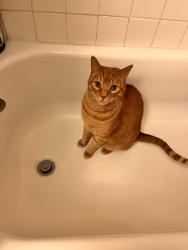 Lost Male Cat last seen Ocean View & Cape View near 7-11, Norfolk, VA 23503