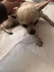Found/Stray Unknown Dog last seen Santa cruz street and santa monica, Stanton, CA 90680