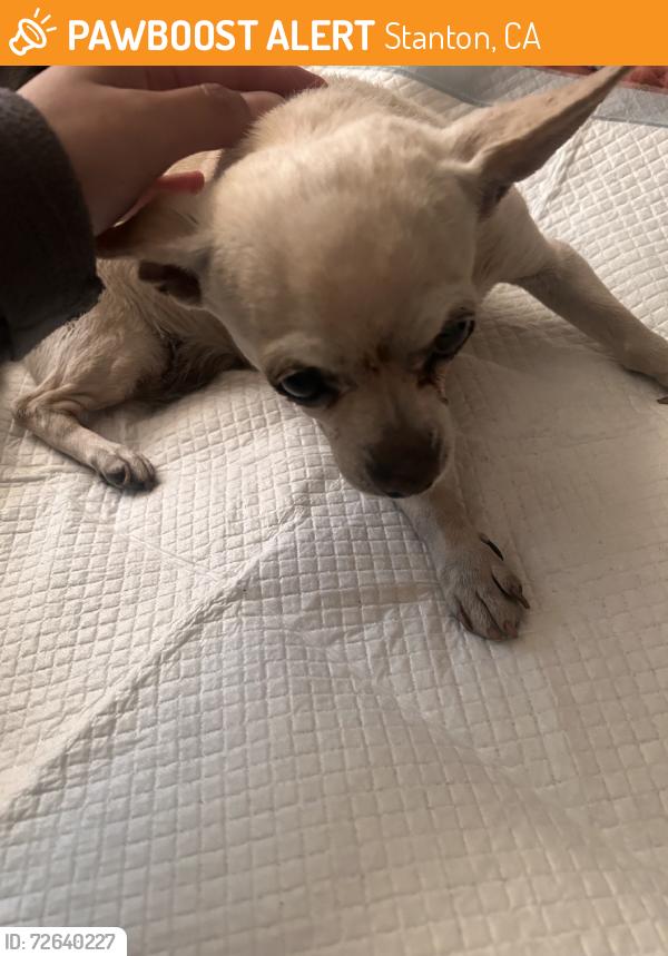 Found/Stray Unknown Dog last seen Santa cruz street and santa monica, Stanton, CA 90680