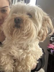 Found/Stray Unknown Dog last seen Mackubin and Minnehaha Ave West, Saint Paul, MN 55103
